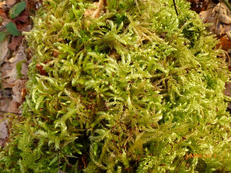 Lichens forestiers 3.3.2013 052